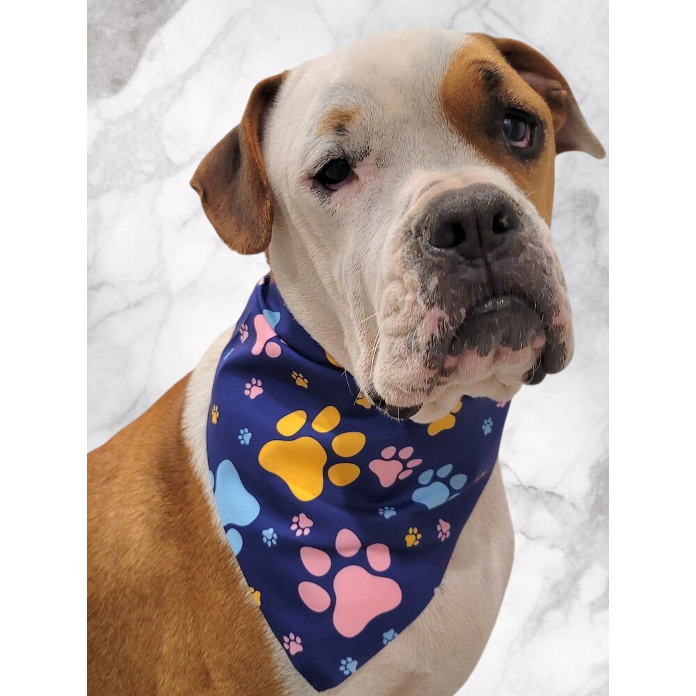 Navy Pet Bandana Colorful Paw Print